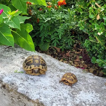 Recka Apartment Gjirokaster